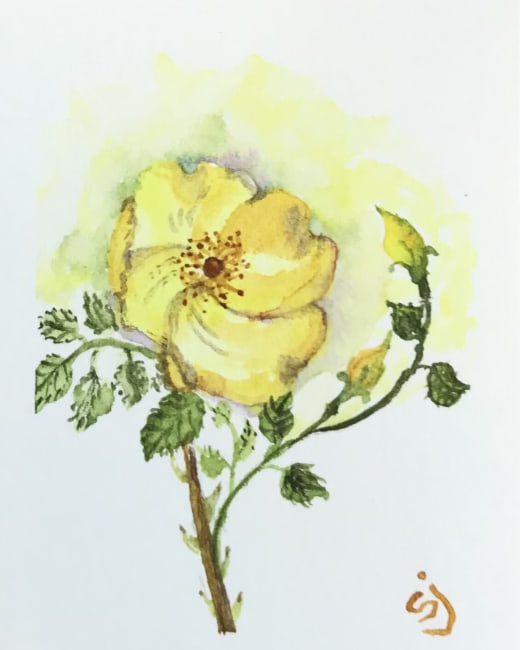 ‘Yellow Rose’ #2