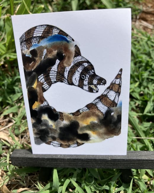 Zebra mooray eel, Print, Sealife, fish