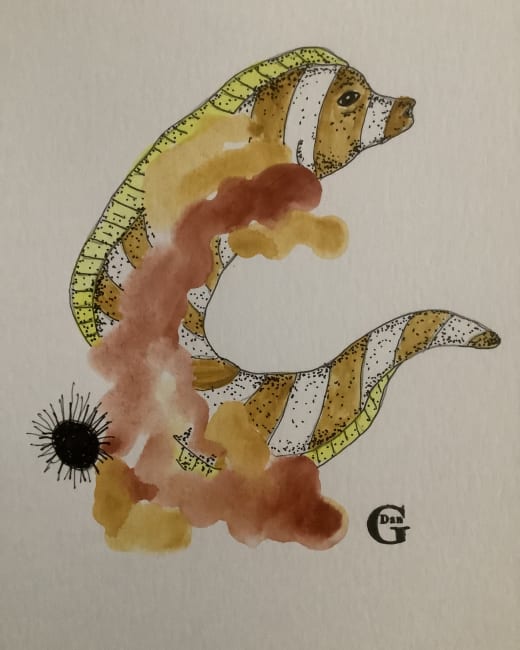Zebra Moray Eel by Daniel Goodwin