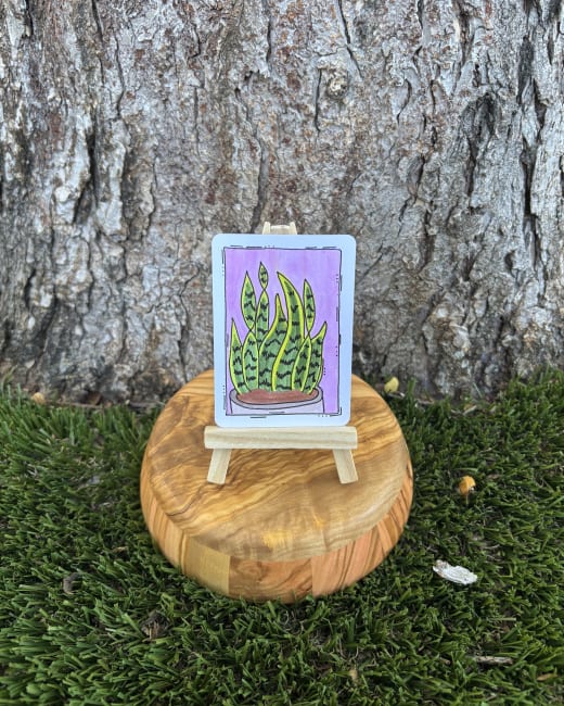 Susan the Snake Plant