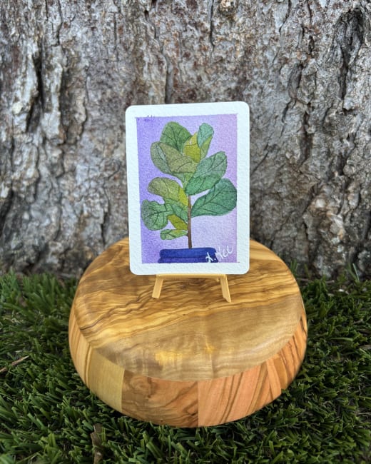Fiddle Fig