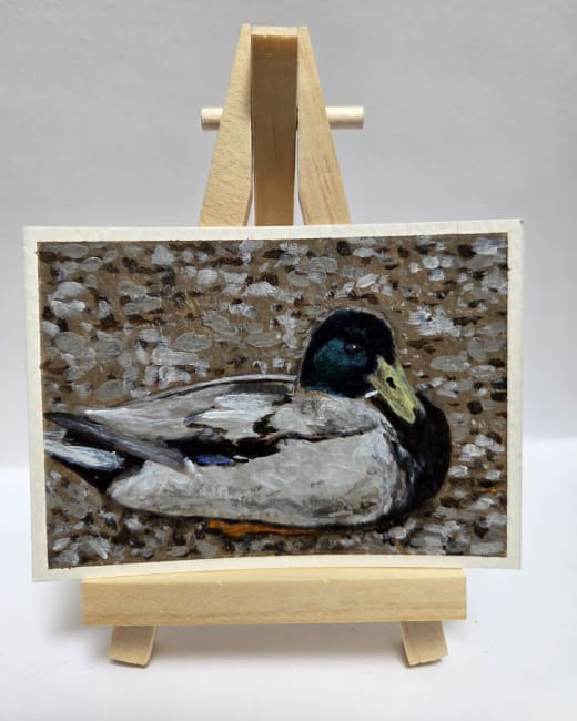 Mallard Duck