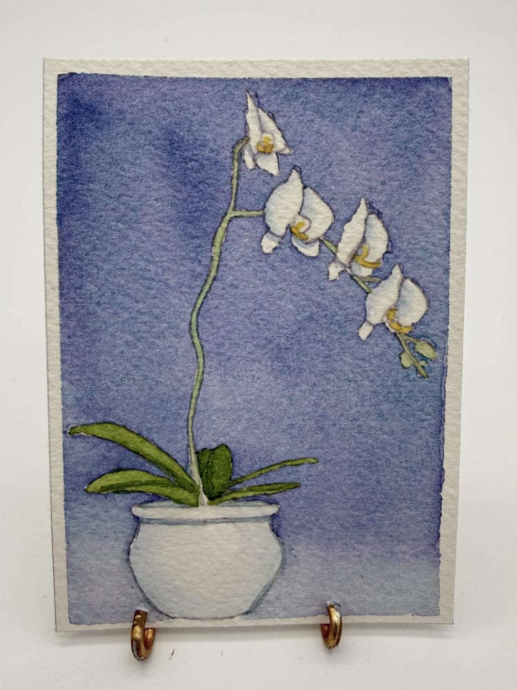White Orchid, Botanical ACEO by Brandi Kambalov