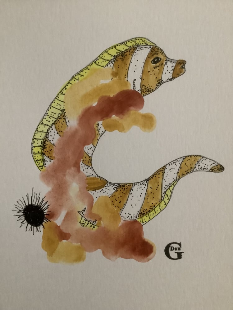 Zebra Moray Eel by Daniel Goodwin