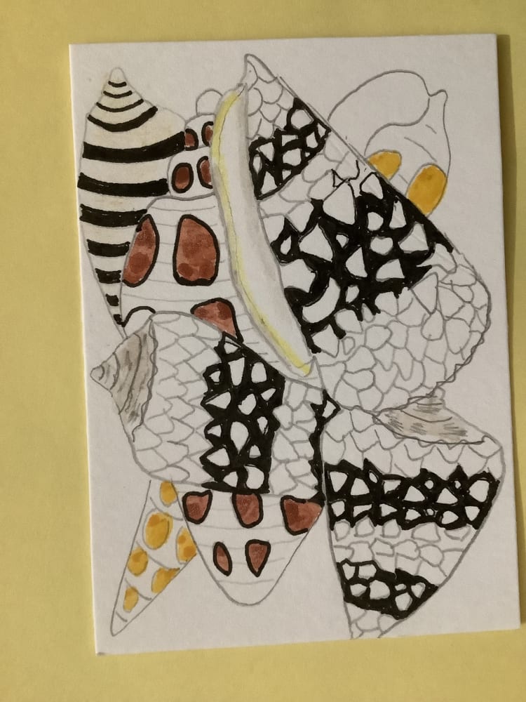 Seashells, Animals ACEO by Daniel Goodwin