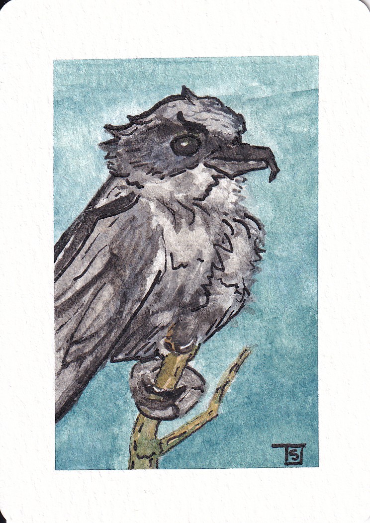 TypicalShrike