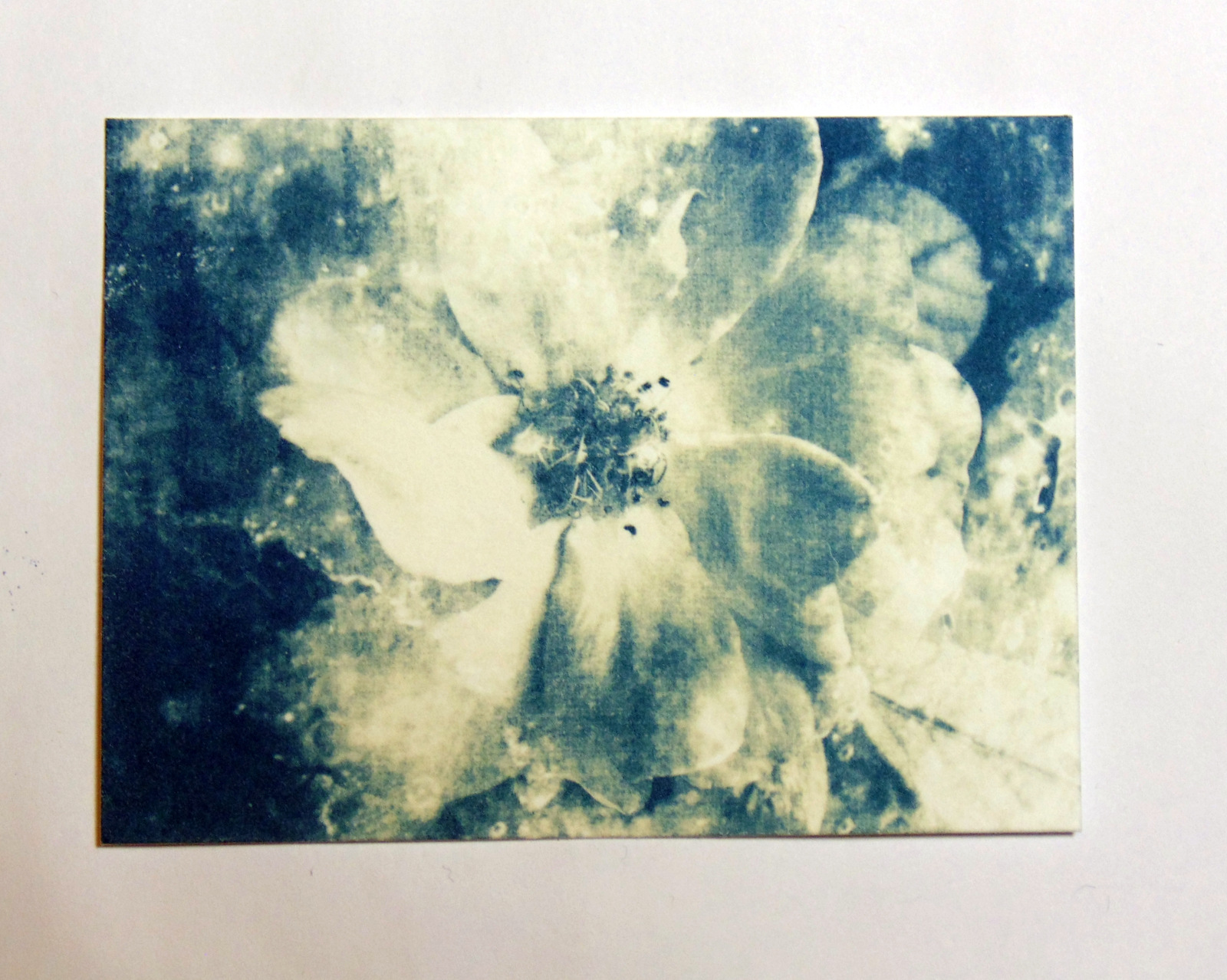 Moon Rose, Botanical ACEO by Sarah Witte