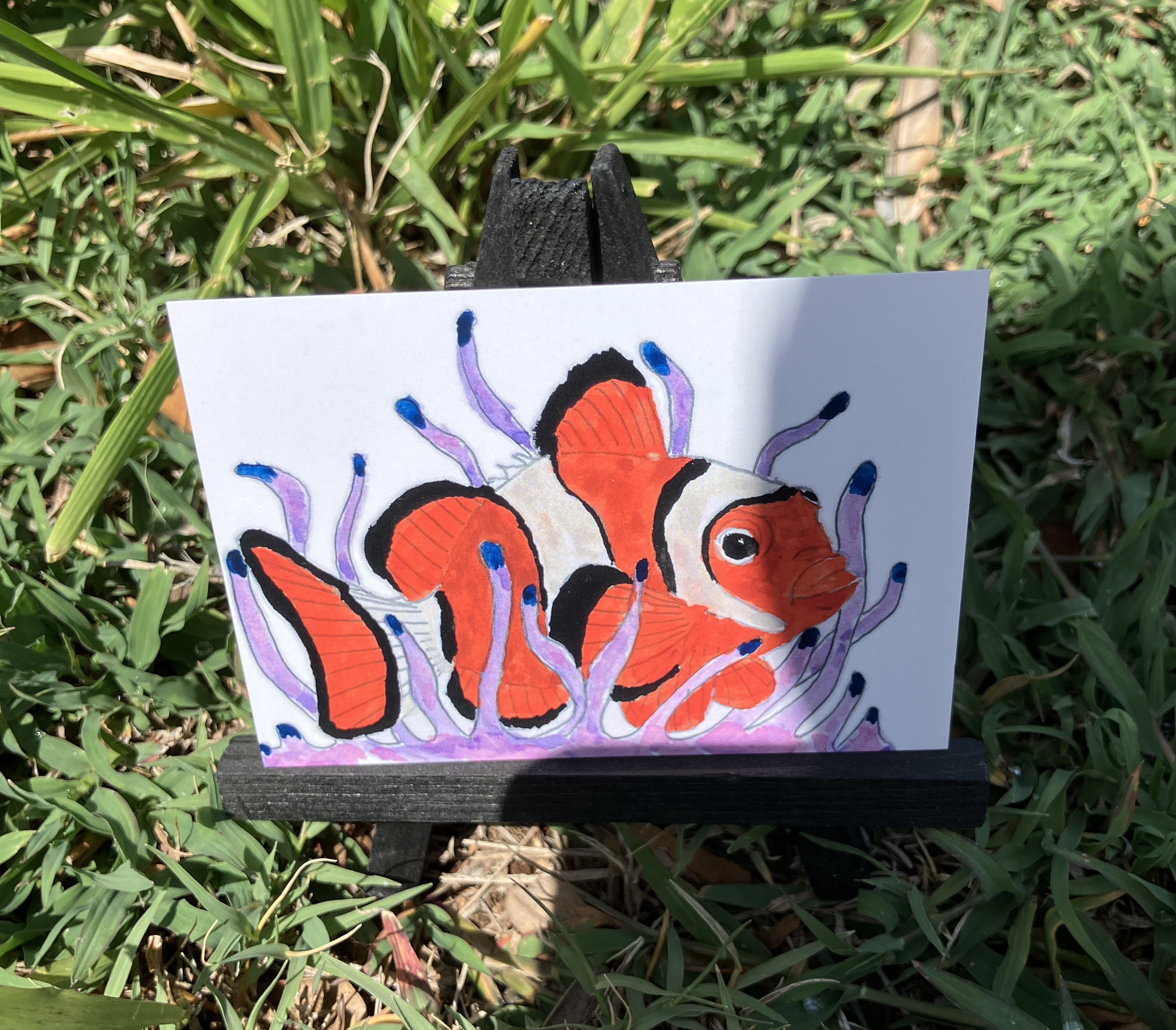 Percula Clownfish, Print, Animals ACEO by Daniel Goodwin