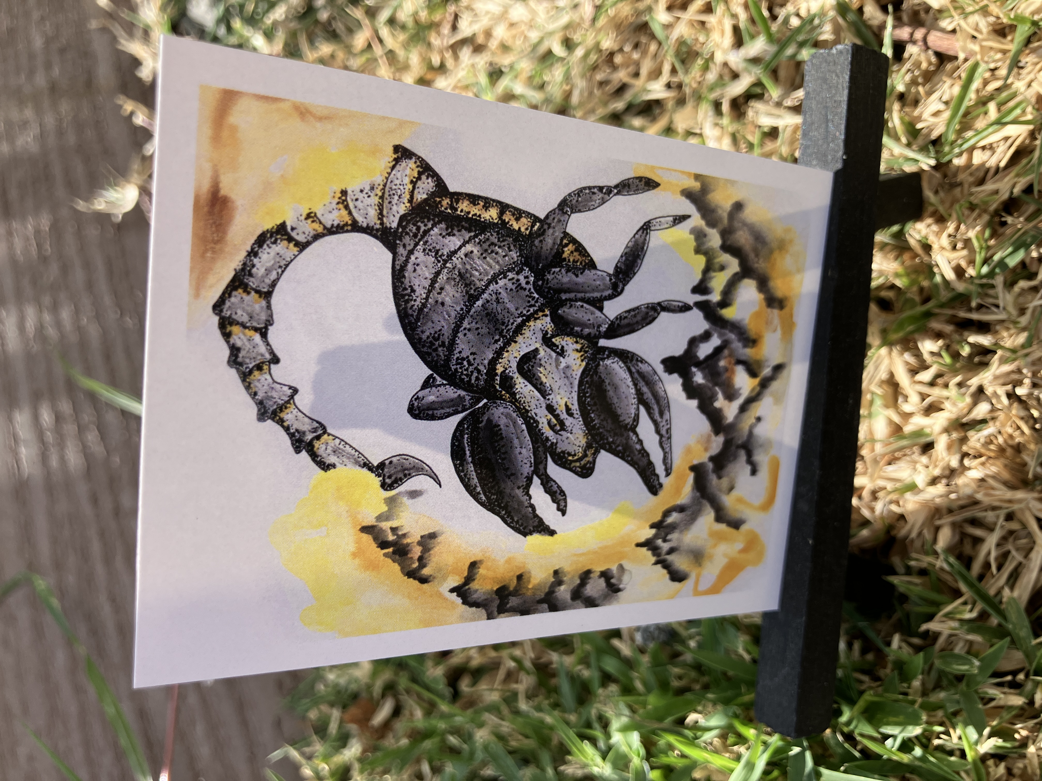 Emperor Scorpion, Print, Animals ACEO by Daniel Goodwin