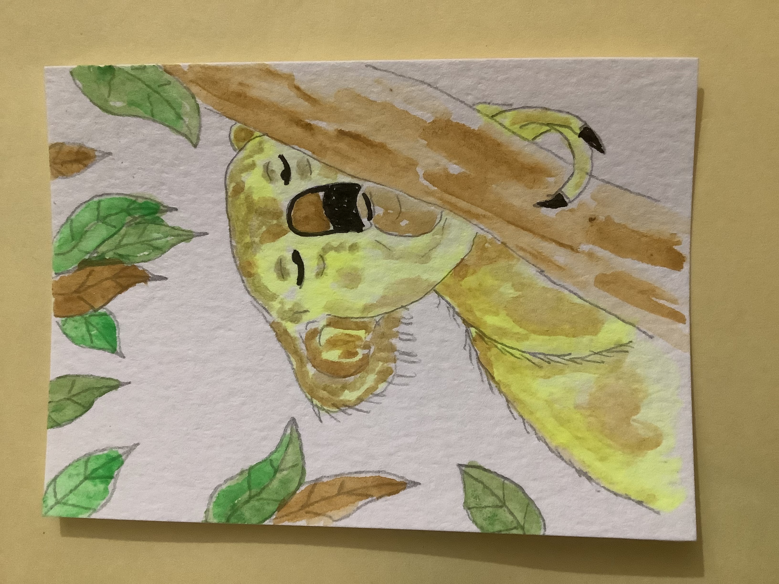 Koala, Animals ACEO by Daniel Goodwin