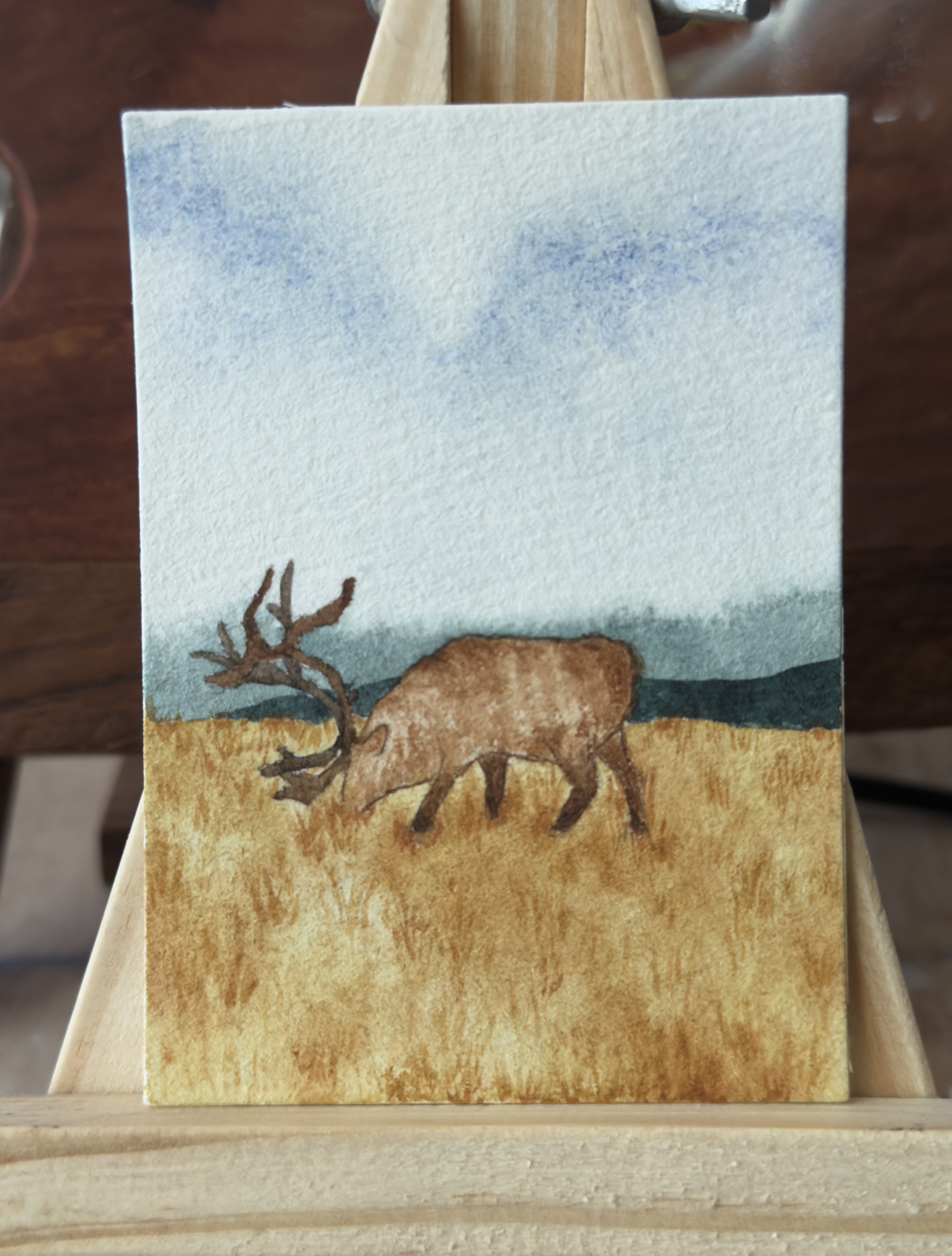 Moose Watercolor painting, Animals ACEO by QQ art