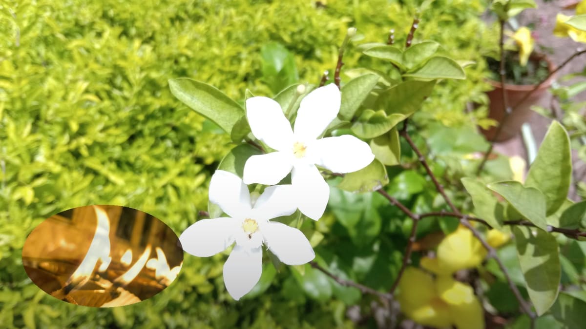 Real photograph of white jasmine flowers (Wikimedia) with cool white editorial grade for Navratri Day 2 colour 2026. Photoreal; no goddess face.