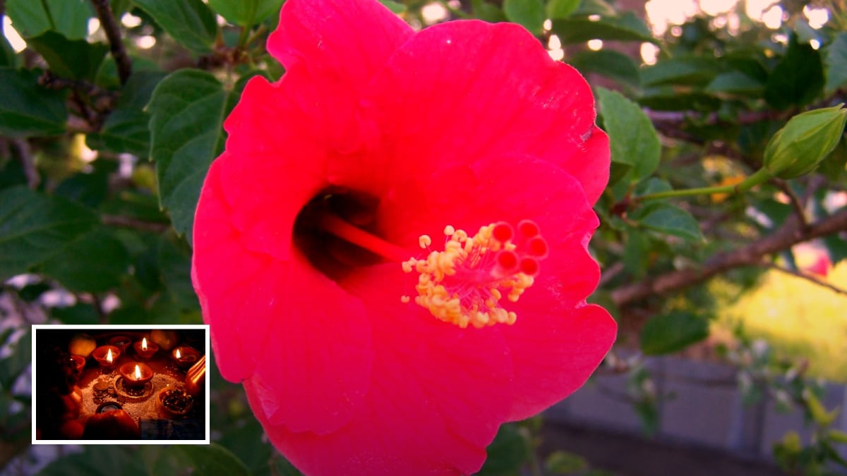 Real photograph of red hibiscus (Wikimedia) with warm red grade and diya inset for Navratri Day 3 colour 2026. Photoreal; no goddess face.