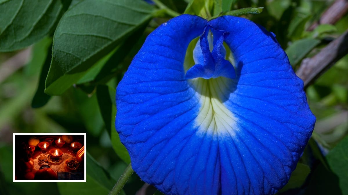 Real photograph of a blue butterfly pea (aparajita) flower (Wikimedia) with royal-blue grade and diya inset for Navratri Day 4 colour 2026. Photoreal; no goddess face.