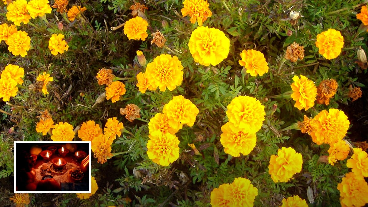 Real photograph of yellow marigold (Tagetes) flowers with diya inset for Navratri Day 5 colour 2026 Skandamata. Photoreal; no goddess face.