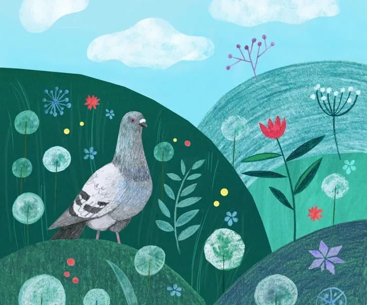Pigeon thumbnail