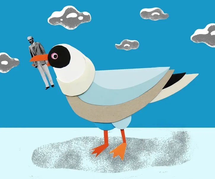 Seagull