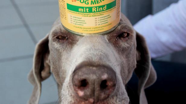 S/4HANA Conversion bei Austria Pet Food