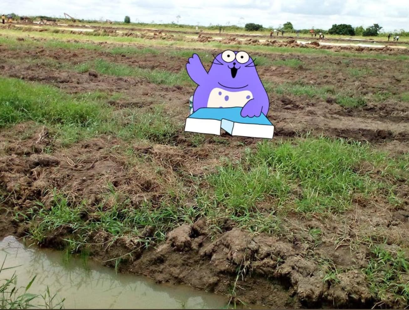 House land