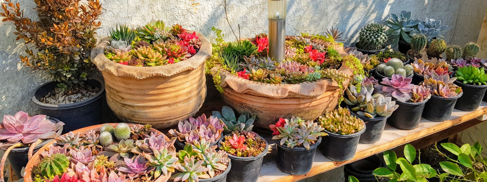 Our Beautiful Garden