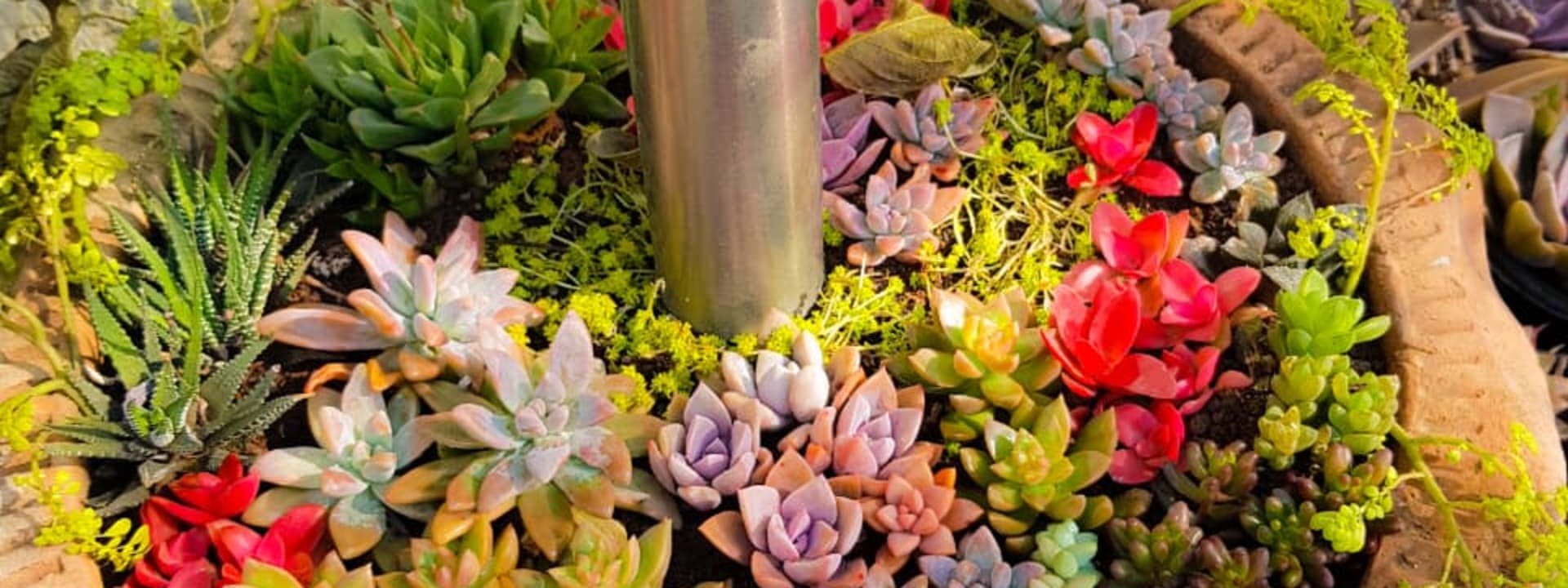 Gift the Joy of Plants