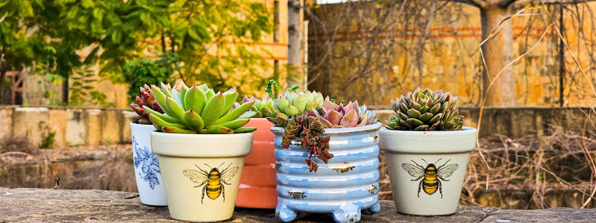 Find Exotic Succulents