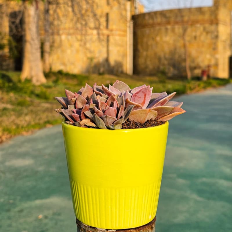 Twilight Velvet Cluster