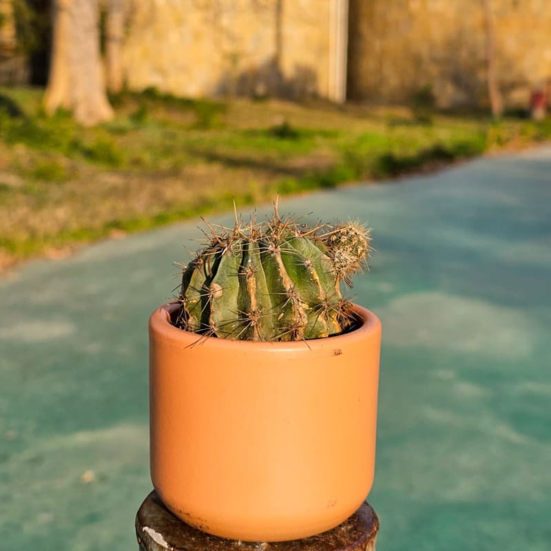 Desert Sentinel Barrel