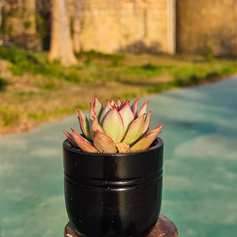 Echeveria Dragon's Tooth