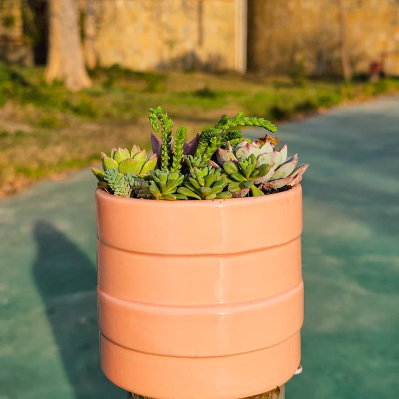 Whimsical Garden Medley