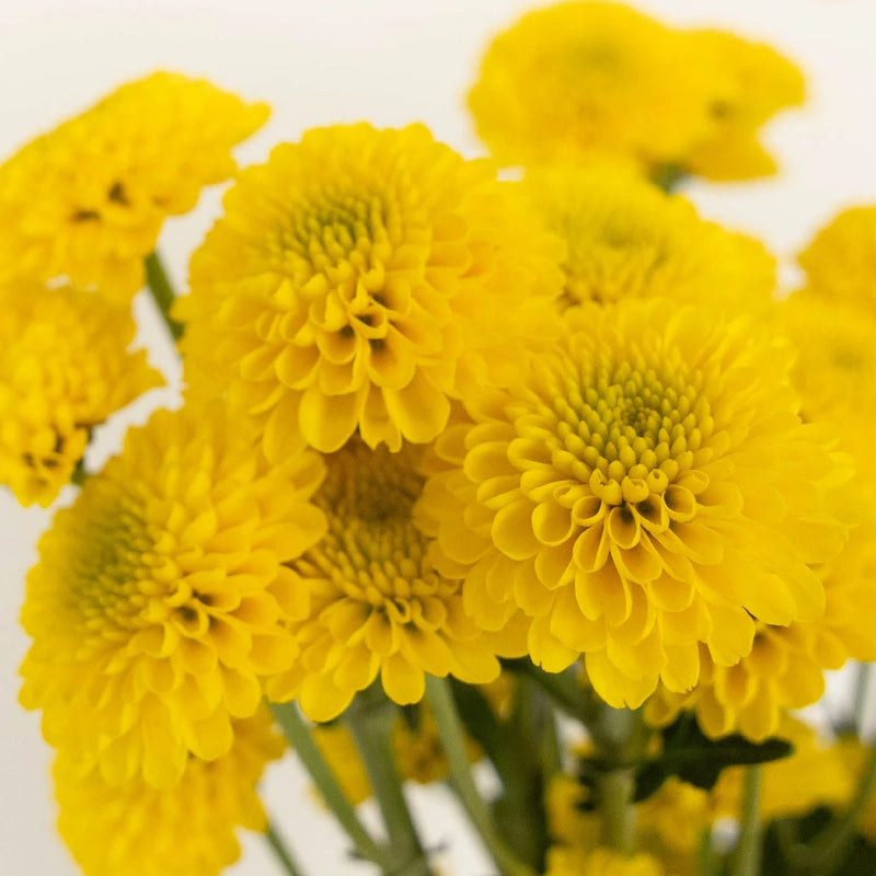 yellow pom pom flowers