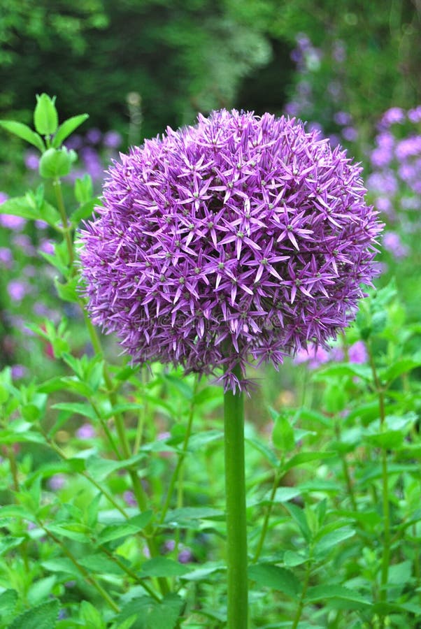 purple pom pom allium