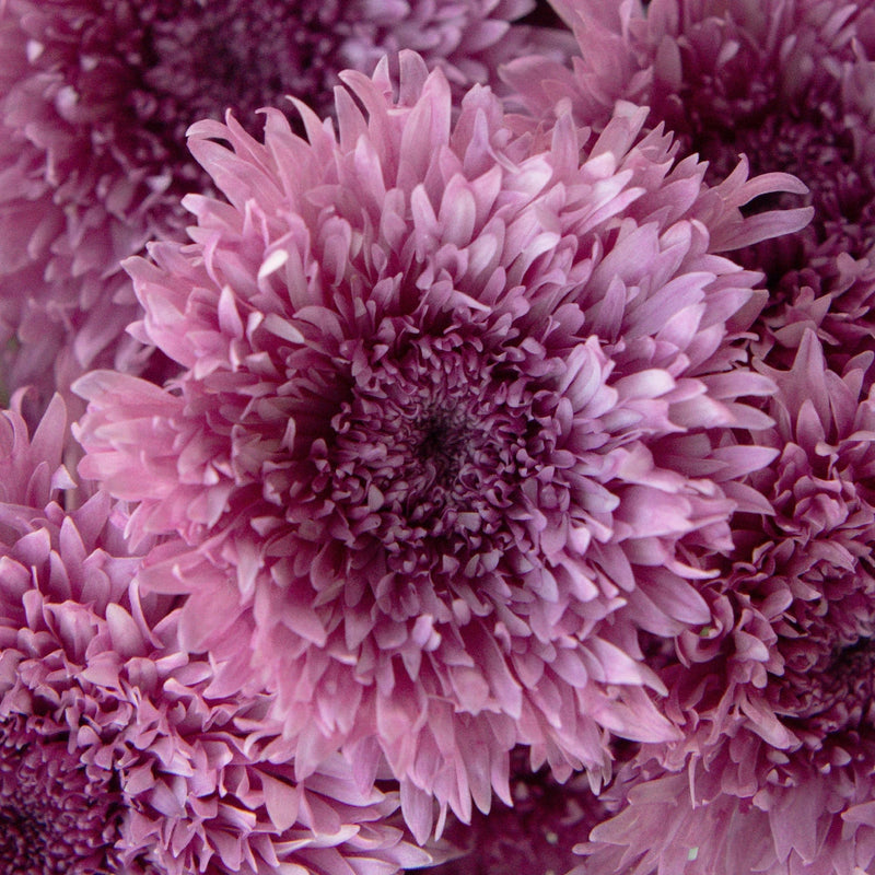 pastel pom pom bouquet