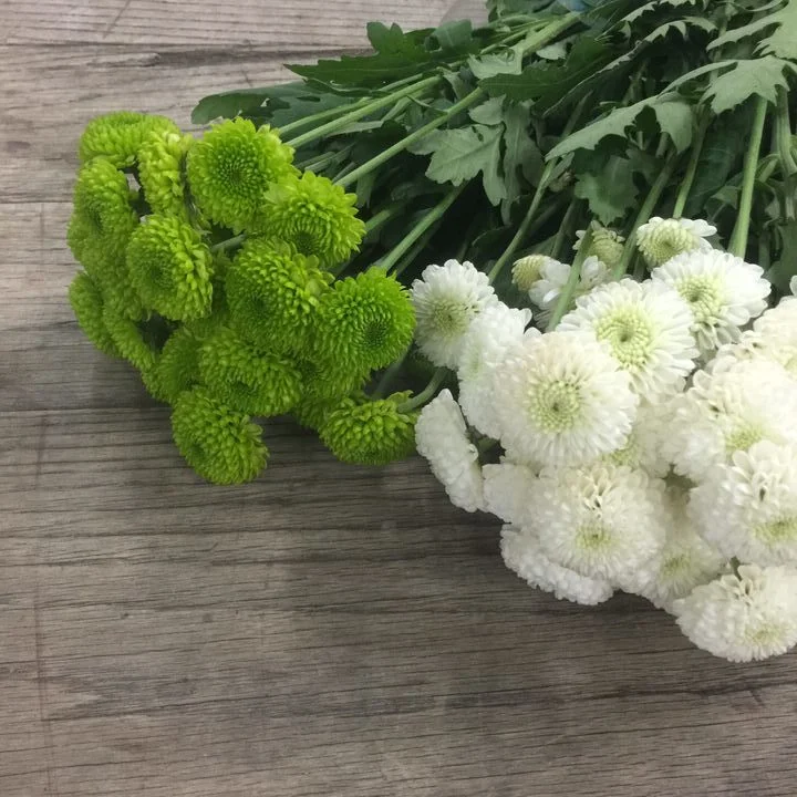 miniature pom pom flowers