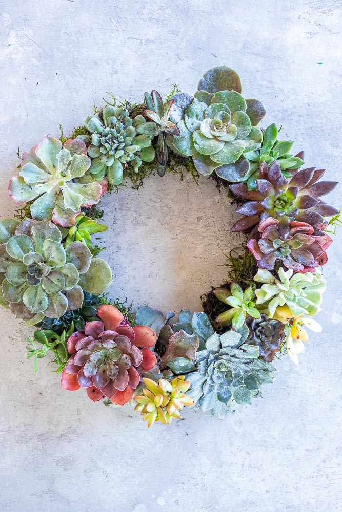 succulent wreath