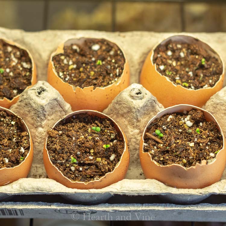 eggshell planters