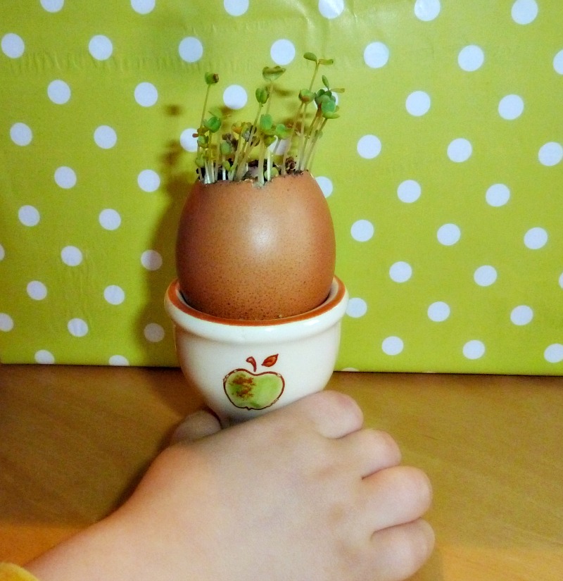 eggshell seed starters