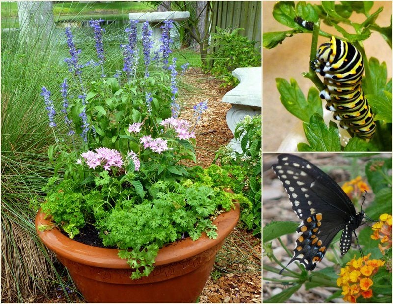butterfly garden planters