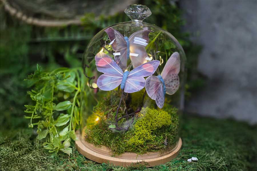 butterfly cloche decor