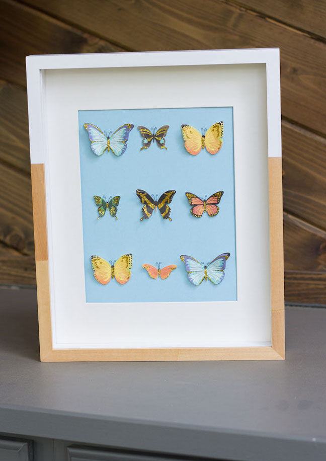 butterfly specimen box