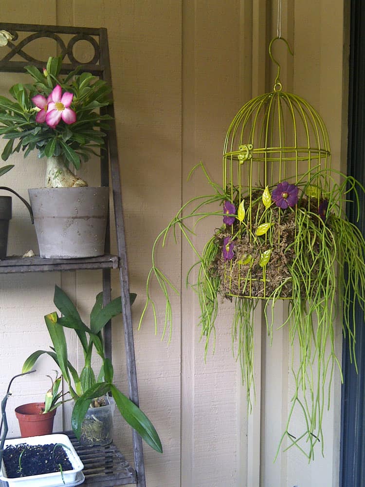 hanging-birdcage-flowers