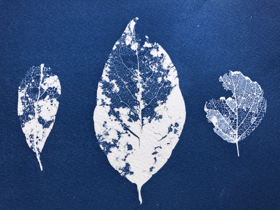 cyanotype leaf print