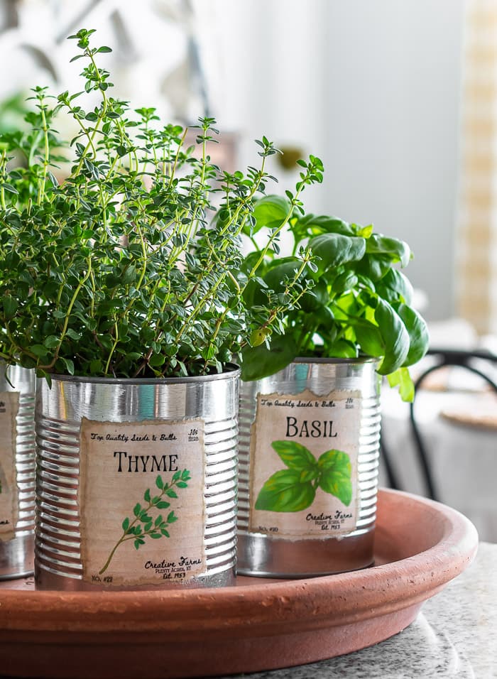 upcycled-tin-can-planters