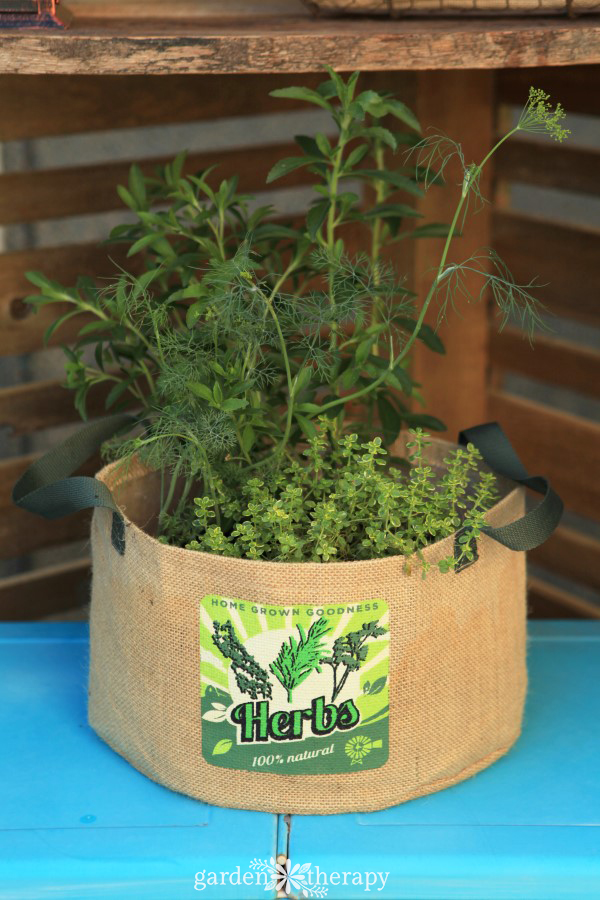 burlap covered herb pots