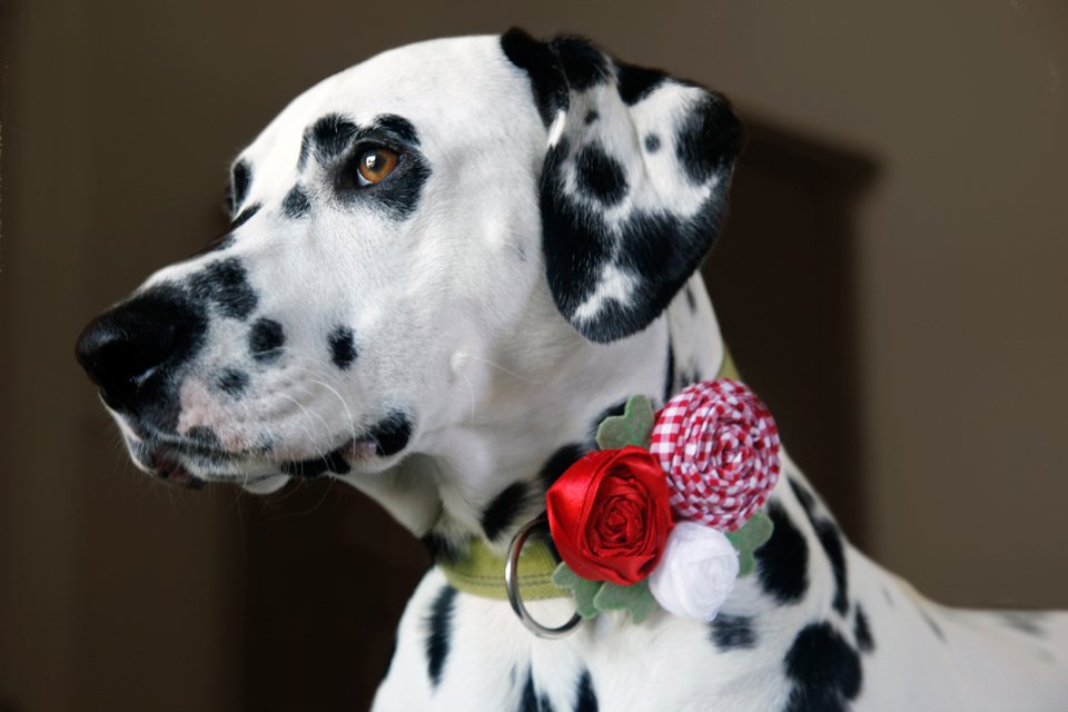 rolled fabric rosette