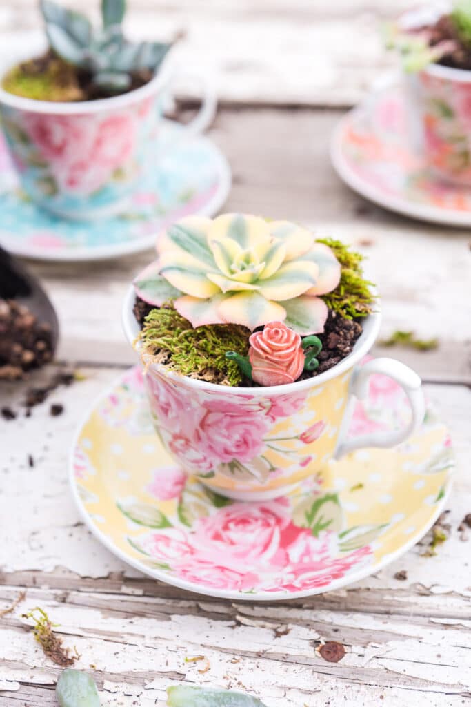 succulent teacup garden