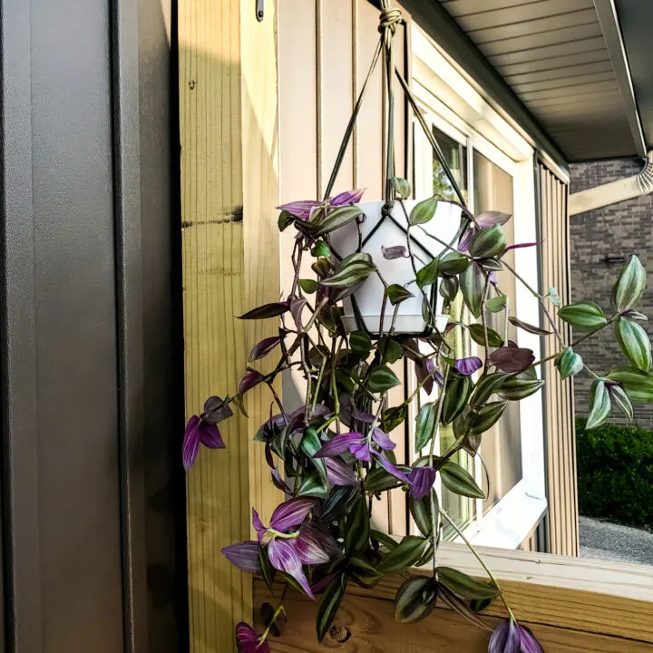 paracord plant hanger