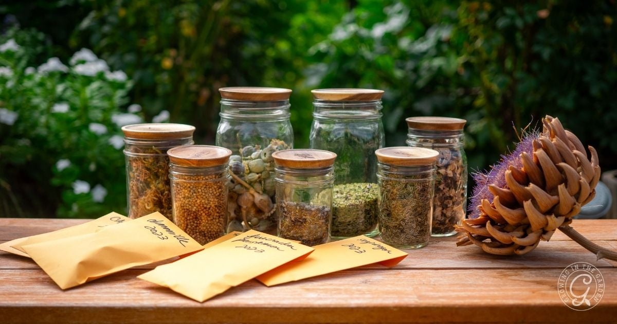 seed saving jar garden