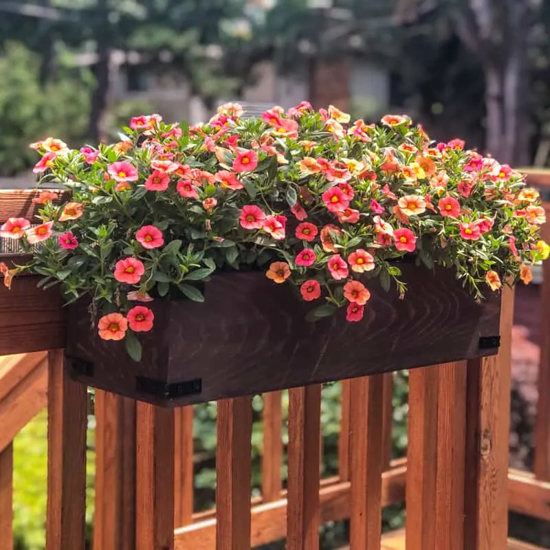 hanging basket petunias wooden porch railing