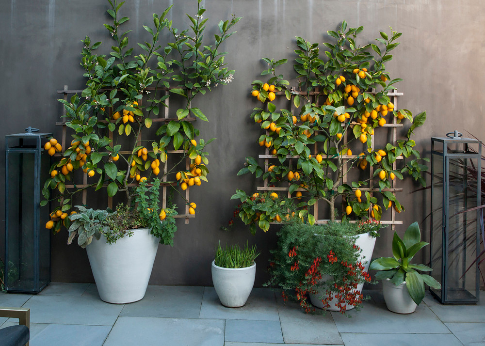 polka dot plant in decorative pot container garden small space